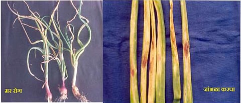 Symptoms of blight and purple blight.in  onion