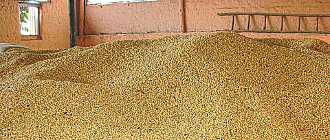 Soybean
