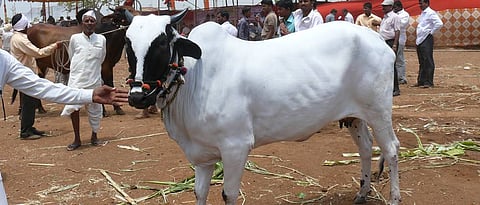Devani Cow