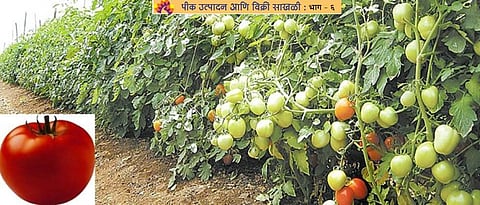  opportunities in the  exports and processing industry of Tomato