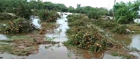 crop damage  