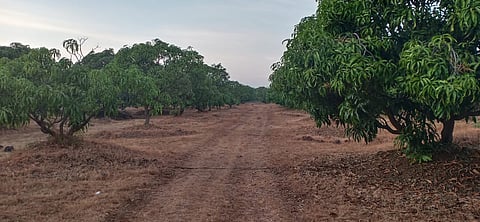 फळबाग योजनेत नागपूरची पिछाडी Nagpur lags behind in horticulture scheme