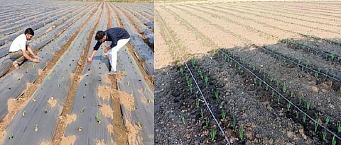 For seed production, drip irrigation should be used on plastic mulching.