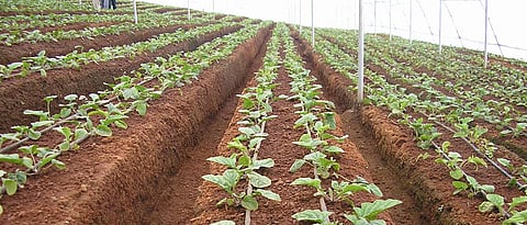 Use of PCND drip irrigation technology on mattress