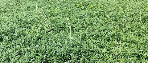 Stylo grass