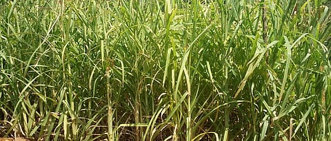 Management of summer fodder Finger millet 