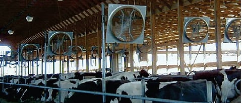 Large fans should be installed in the cow shed