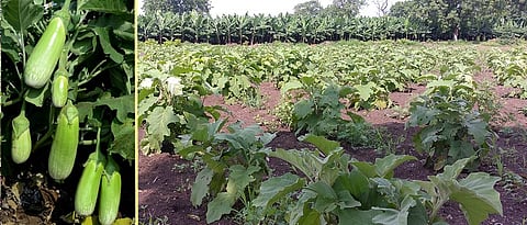  Brinjal Cultivation
