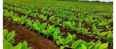 Vigorous growth of turmeric due to drip irrigation.