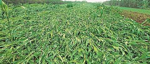 Crop Damage 