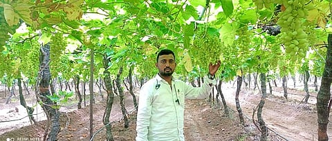 Gopal Suravase in the vineyard.