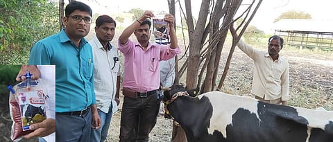 Veterinarians during blood transfusions in sick cows.