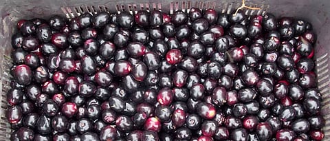 Juicy, quality jamun from Gadchiroli area