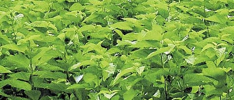 Mulberry Registration