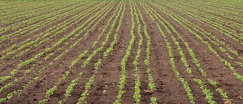 Kharif Crop