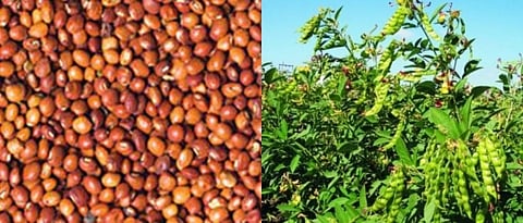 Tur Crop