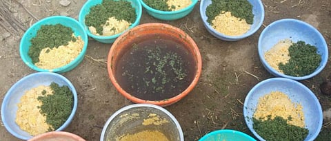 Use of Azolla in Animal Diet will Overcome Feed Deficiency. 