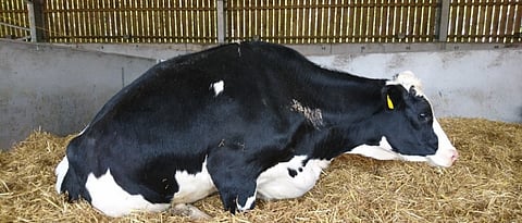 Phosphorus deficiency in animal 