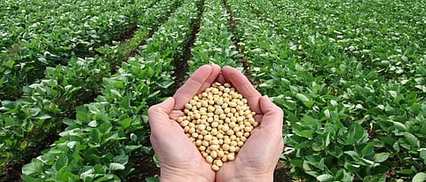 soyabean