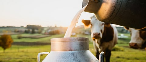 Factors Affecting Milk Prodcution