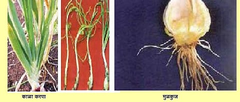 कांदा सल्ला