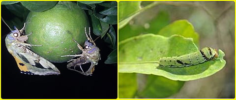 Effects of ban on insecticides on Citrus crop