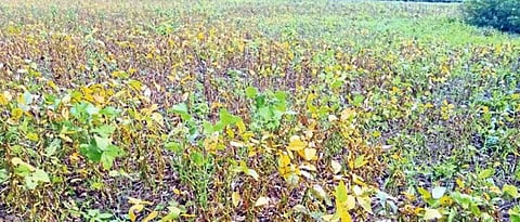 Kharif  Crops