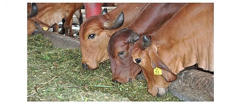 पाैष्टिकता वाढविण्यासाठी चाऱ्यावर करा प्रक्रिया