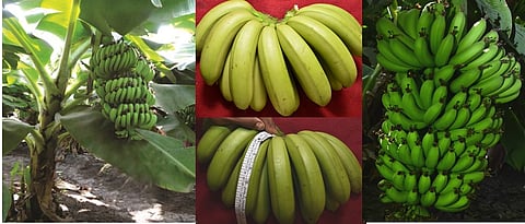 new banana variety- phule pride