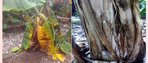 symptoms of Fusarium Disease in  Banana 