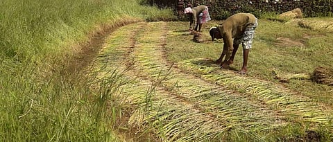 Rice harvest