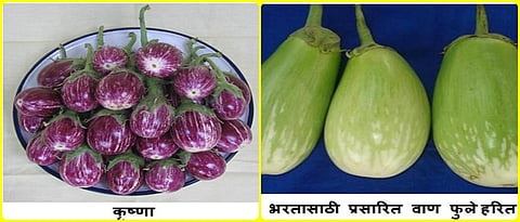 Krishna, Phule Harita brinjal variety 