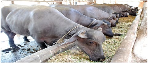 Use of bypass fat in the diet of cows, buffaloes