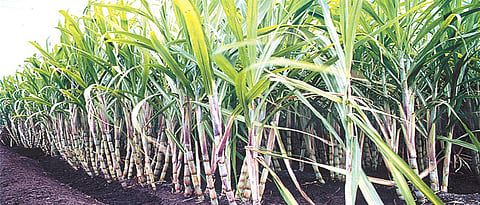  Sugarcane Farming