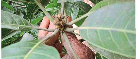 Mango flowering  