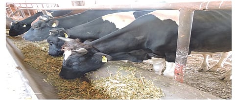 provide the balanced diet to Animals for maintaining their reproductive system 