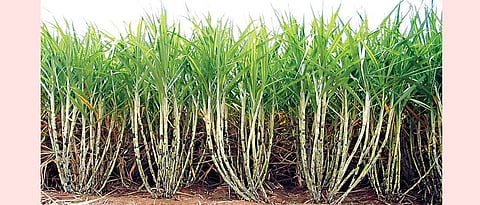 Sugarcane 