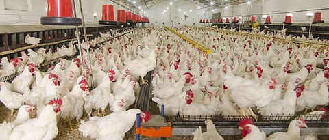 poultry 