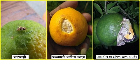 fruit fly and fruit sucking moth infestation on citrus