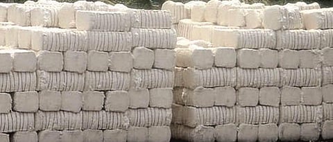 Cotton 