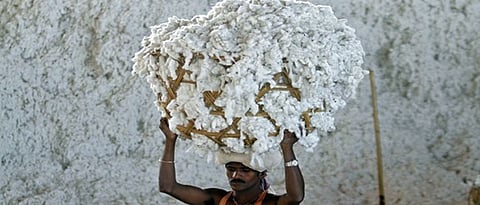  Cotton Rate