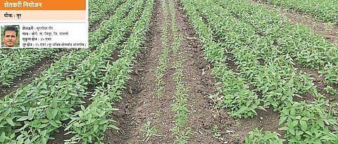 Muralidhar Gore's pigeon pea plot. 