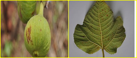 rust on fig fruit 