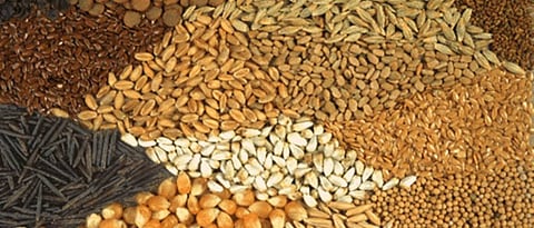food grain 