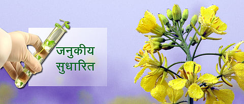 जीएम पिकाच्या पर्यावरण परिणामाचे परीक्षण करा