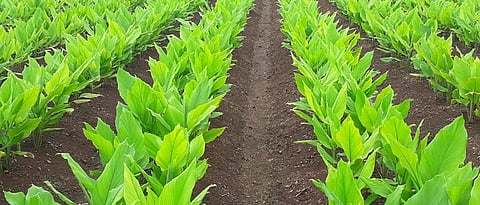 Turmeric cultivation