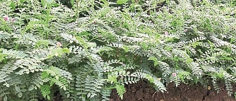 Rabbi on 22.98 lakh hectares in Marathwada