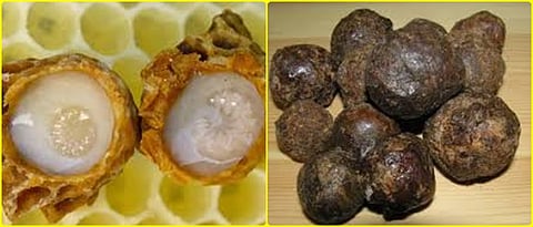 Propolis, Royal Jelly