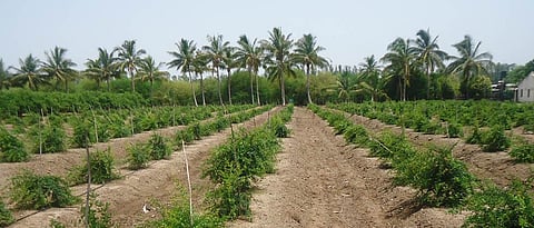 Orchard planting 