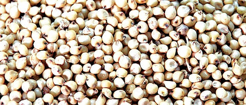 Sorghum purchase stopped in Jalgaon district